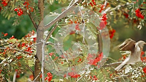 Thrushes on a branch eat rowan berries