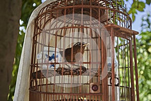 Thrushes in Chinese Style Bird Cages