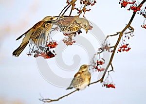 Thrushes and rowanberry