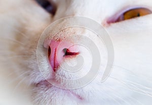 Thsi white cat nose