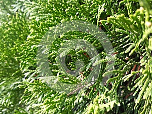 Thuja