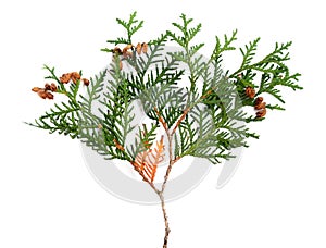 Thuja