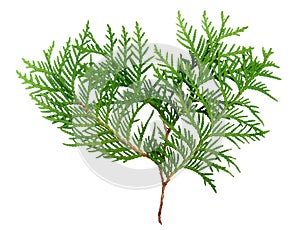 Thuja photo