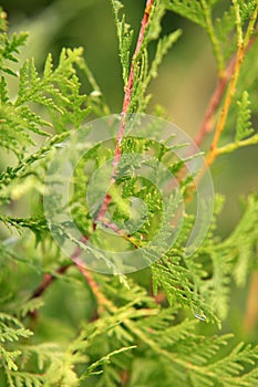 Thuja