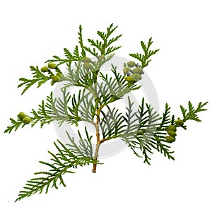 Thuja