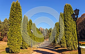 Thuja alley in park Kislovodsk