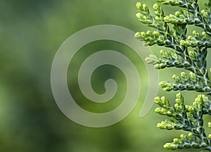 Thuja background photo