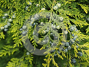 Thuja branch with cones