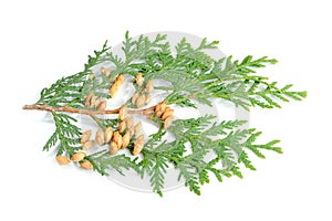 Thuja Branch with Cones Isolated on White Background