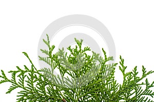 Thuja branch isolated Isolated on white background.