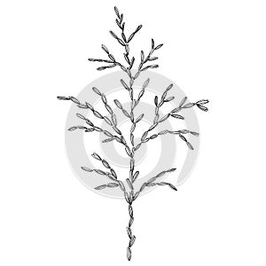 Thuja branch vector botanical illustration. Forest greenery background