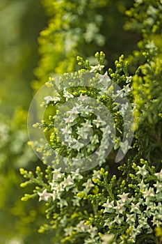 Thuja branches background photo