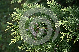 Thuja branches with dried berries