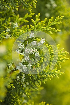 Tuja branches background photo