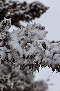 Thuja branches under a layer of snow. Falling snow, sky, snowy landscape. Winter photo, wallpaper