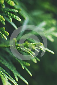 A thuja close up. the thuja branch background