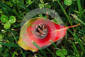 Thuja cone on a bright leaf. Background