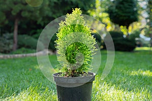 Thuja, cypress seedling are in black plastic pot in the garden, ready for planting. Gardening background photo with soft selective