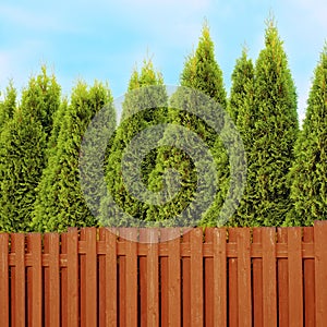 Thuja fence