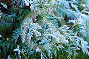 Thuja during the first frost. Frosted, white. Sunny morning
