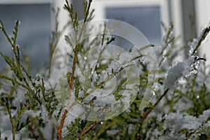 Thuja, first snow on a branch