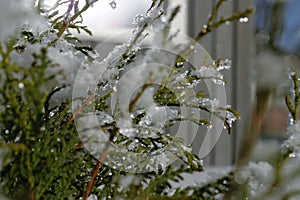 Thuja, first snow on a branch