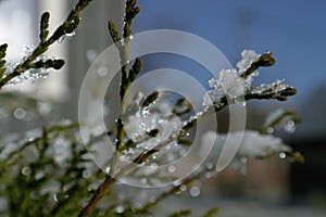 Thuja, first snow on a branch,