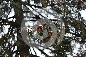 Thuja fruits adorn her branches