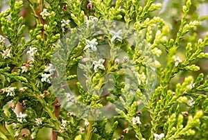 Thuja with Fruits