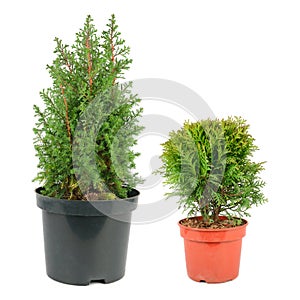 Thuja garden bush and cypress in a pots isolated on white . Collage