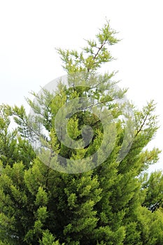 Thuja Green Giant Tree photo