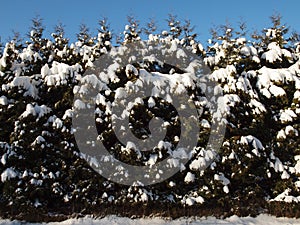 Thuja hedge covered with snow on a cold day in winter