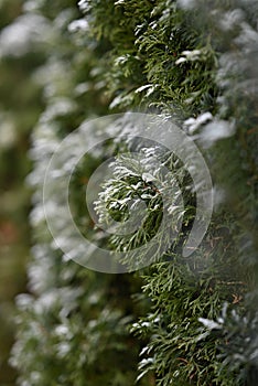 Thuja hedge with hoarfrost as a close up