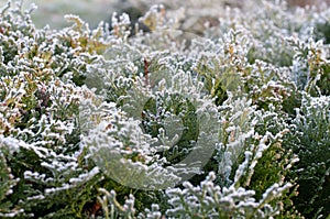 A thuja hedge in winter with frost covered leaves