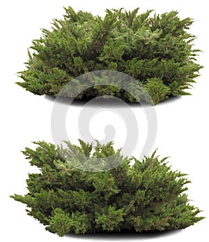 Thuja isolated.