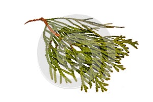 Thuja isolated on white background