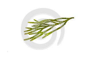 Thuja isolated on white background