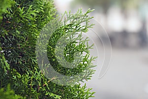 Thuja mocap light background