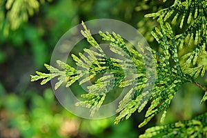 Thuja occidentalis Aurescens. Thuja leaves and branches