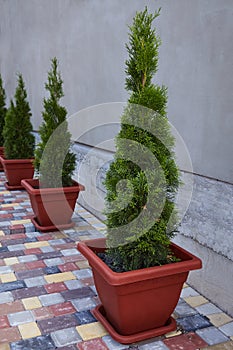 Thuja occidentalis on the colored concrete paving slab in the yard.