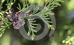 Thuja occidentalis cone close up green backround