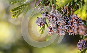 Thuja occidentalis cone close up green backround