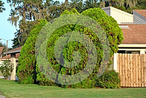 Thuja occidentalis conifers photo