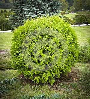 Thuja occidentalis Danica round shape Decorative garden