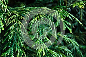 Thuja occidentalis, or eastern arborvitae