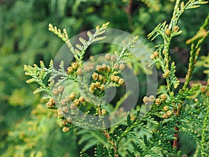 Thuja occidentalis is an evergreen coniferous tree, in the cypress family Cupressaceae. Macro of cypress branch