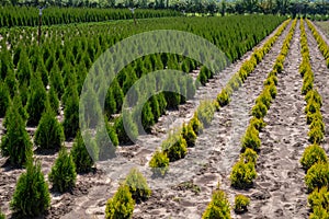 Thuja occidentalis in garden center. Plant nursery.