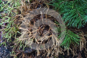 Thuja occidentalis `Golden Tuffet` is a small-stature variety that attracts attention with its flat, spherical growth. Berlin