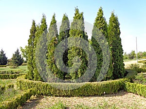 Thuja occidentalis - northern white-cedar, eastern white cedar,