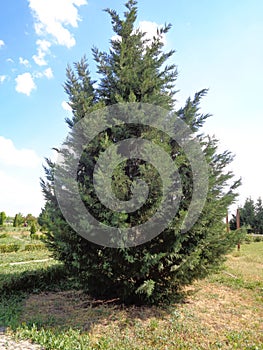Thuja occidentalis - northern white-cedar, eastern white cedar,